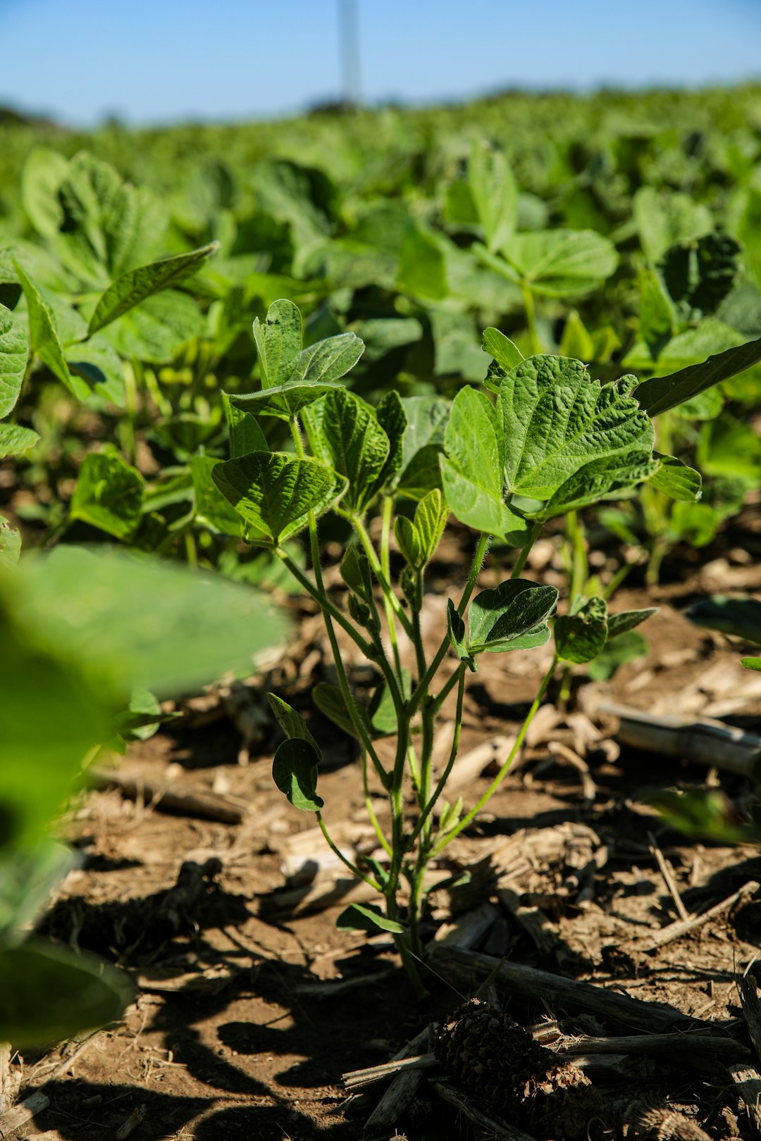 Sustainable Irrigation