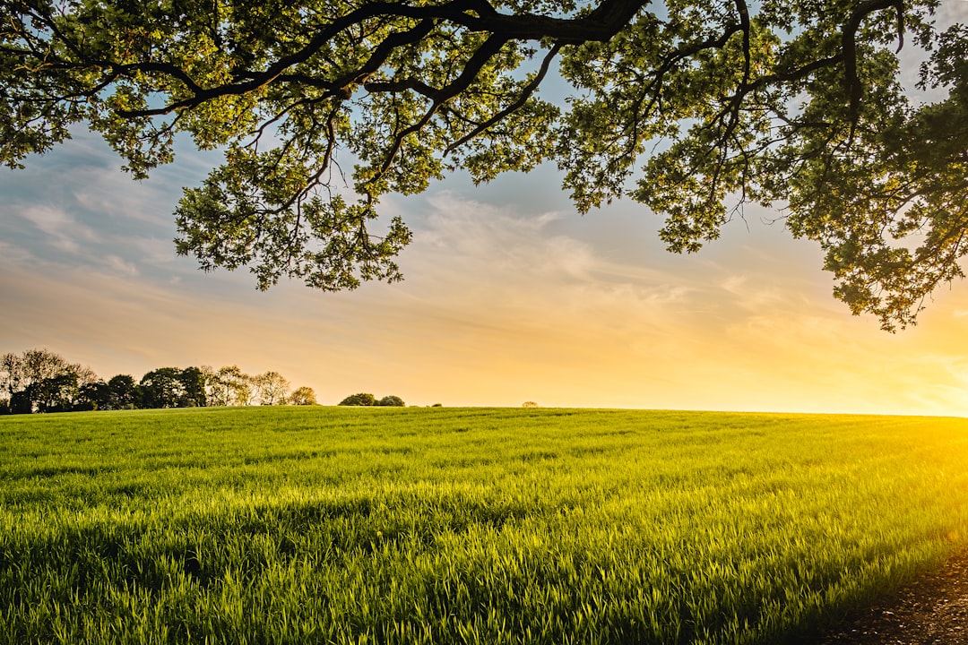 Aerivora Farm Fields